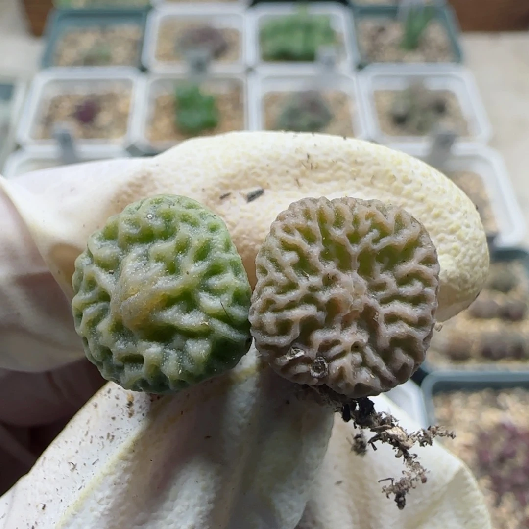 燃**球8-25满48包邮超级烧卖