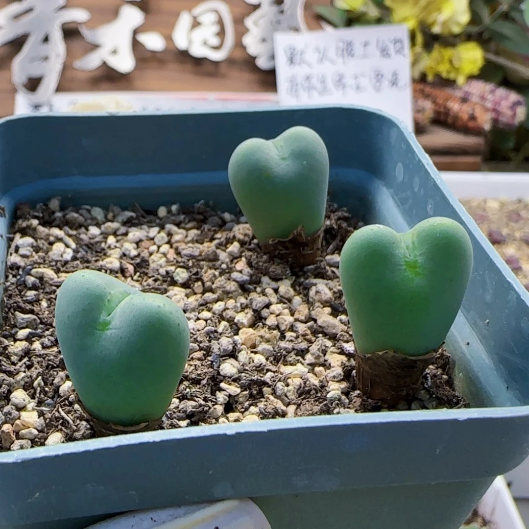 8-29满48包邮7-4爱心少将脱土