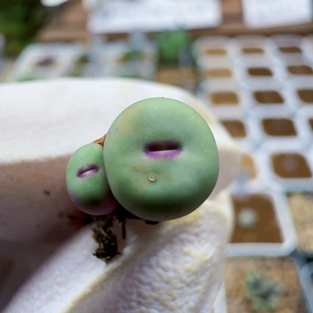 10-17-231满48包邮园艺1380b红嘴肉锥0.8左右