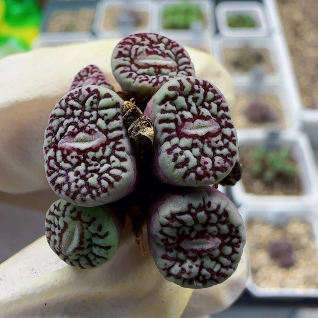 8-29满48包邮145母本超墨肉锥