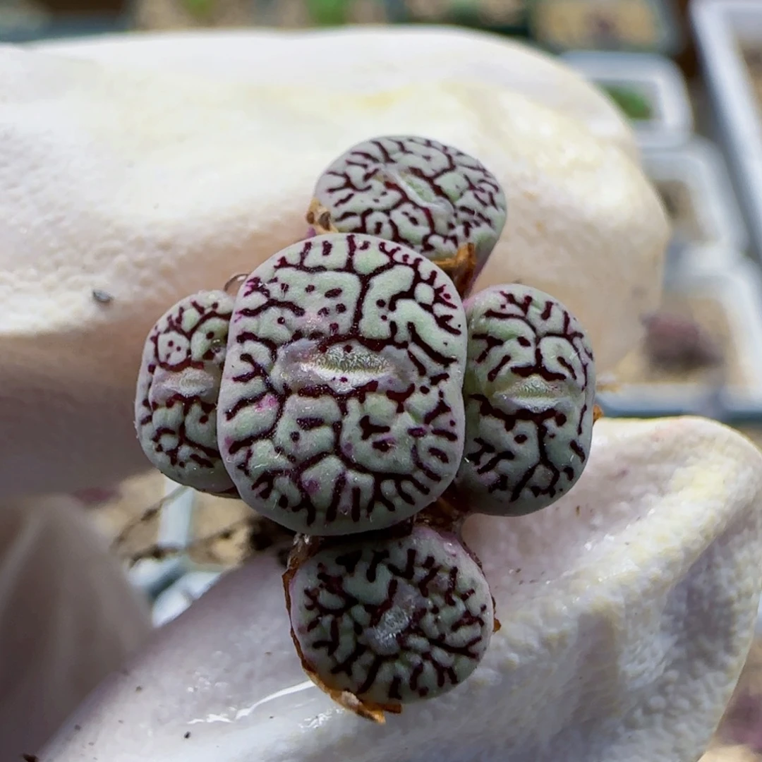 8-27满48包邮139枝纹墨实生肉锥