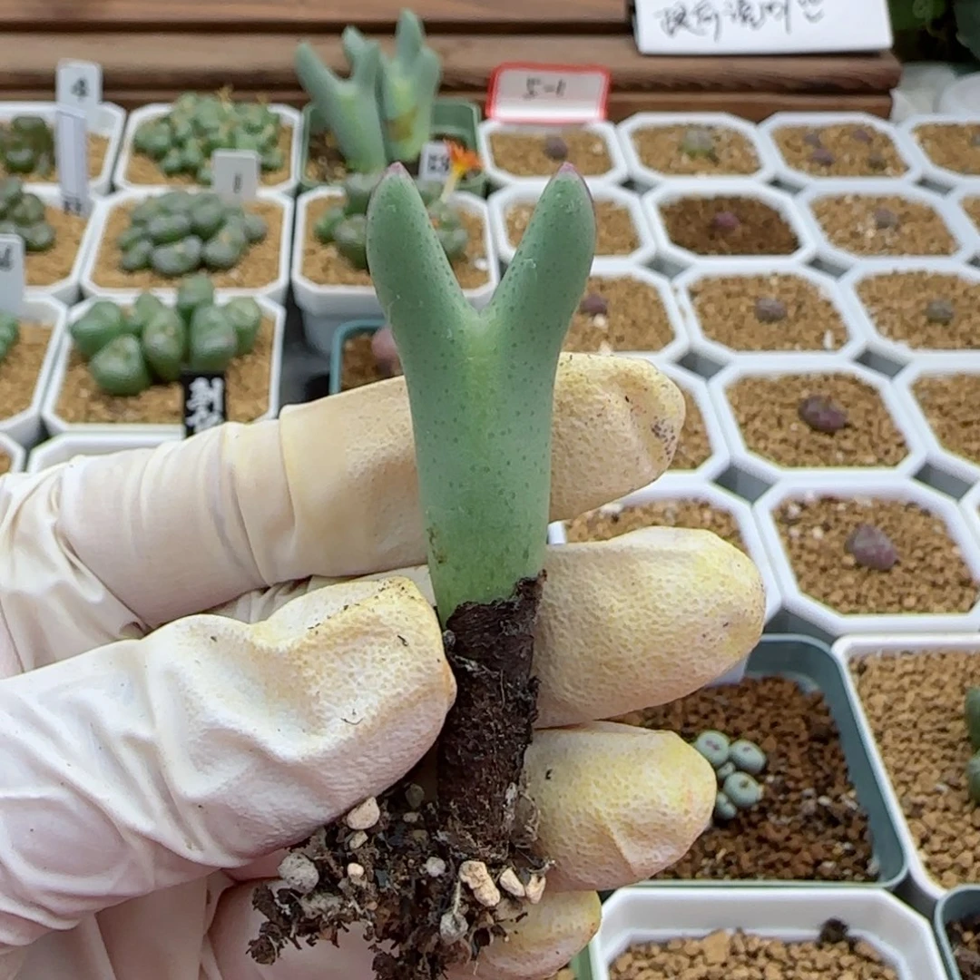 ?****g10-21满48包邮皮卡丘