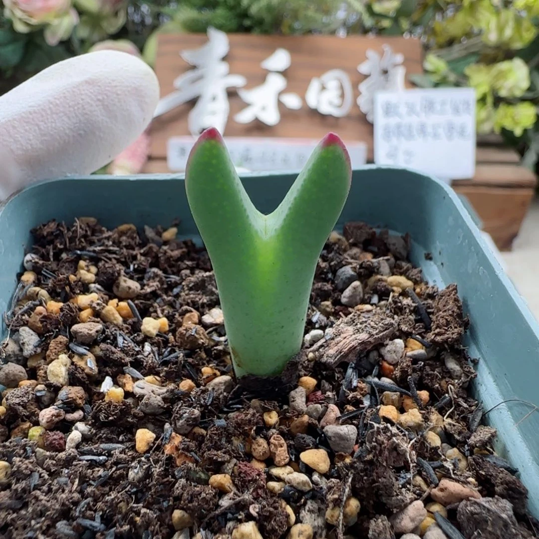 8-19满48包邮1-3精品粗红边皮卡丘