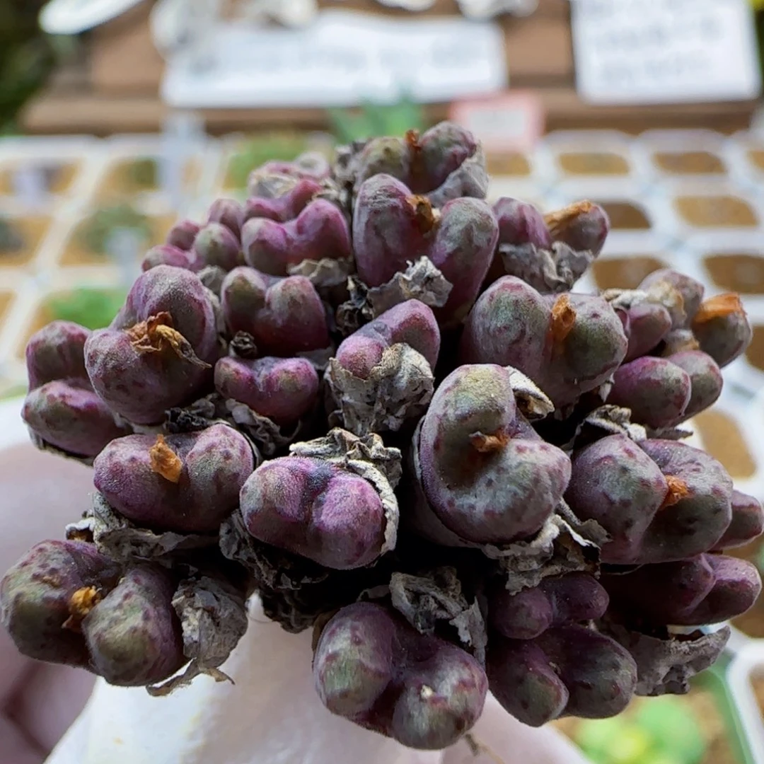 10-19-226满48包邮毛小飞杂交肉锥30头