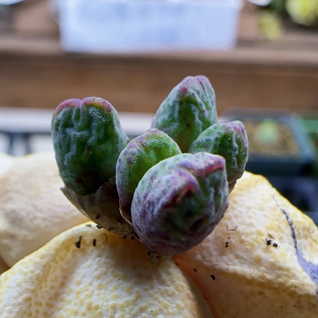 草****们10-28满48包邮清货小型985杂交肉锥