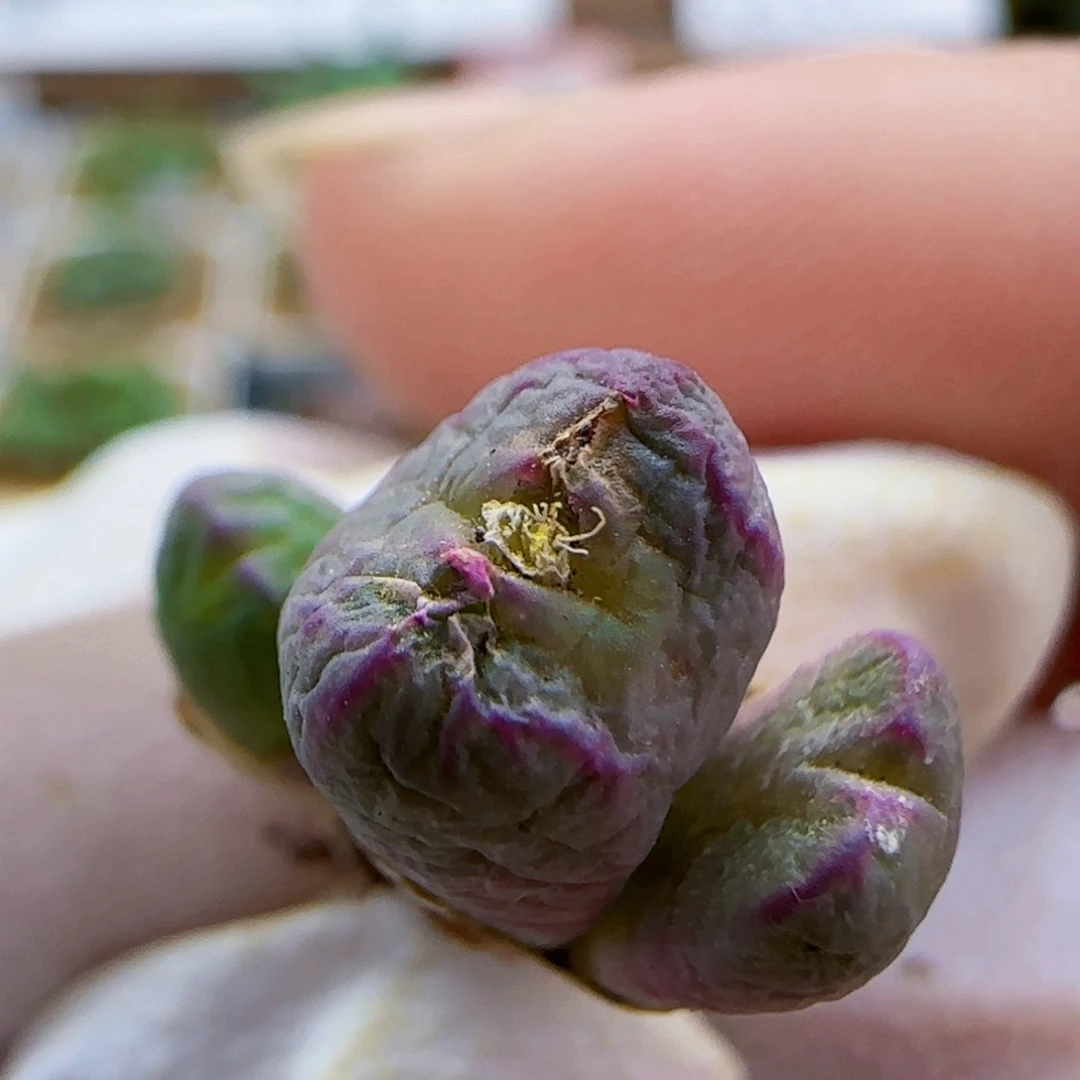 10-19-116满48包邮长腿送奶工杂交肉锥