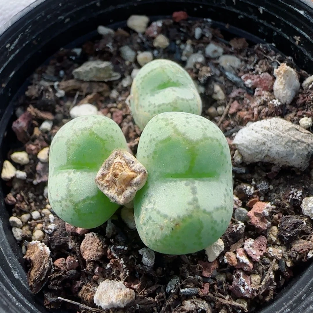 8-24满48包1-1邮母本猴脸肉锥