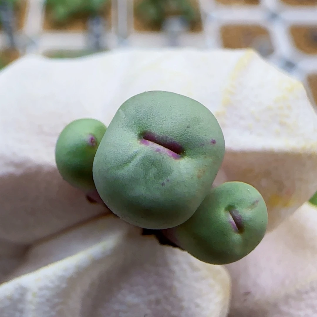 10-26-115满48包邮园艺1380b尺寸0.7左右