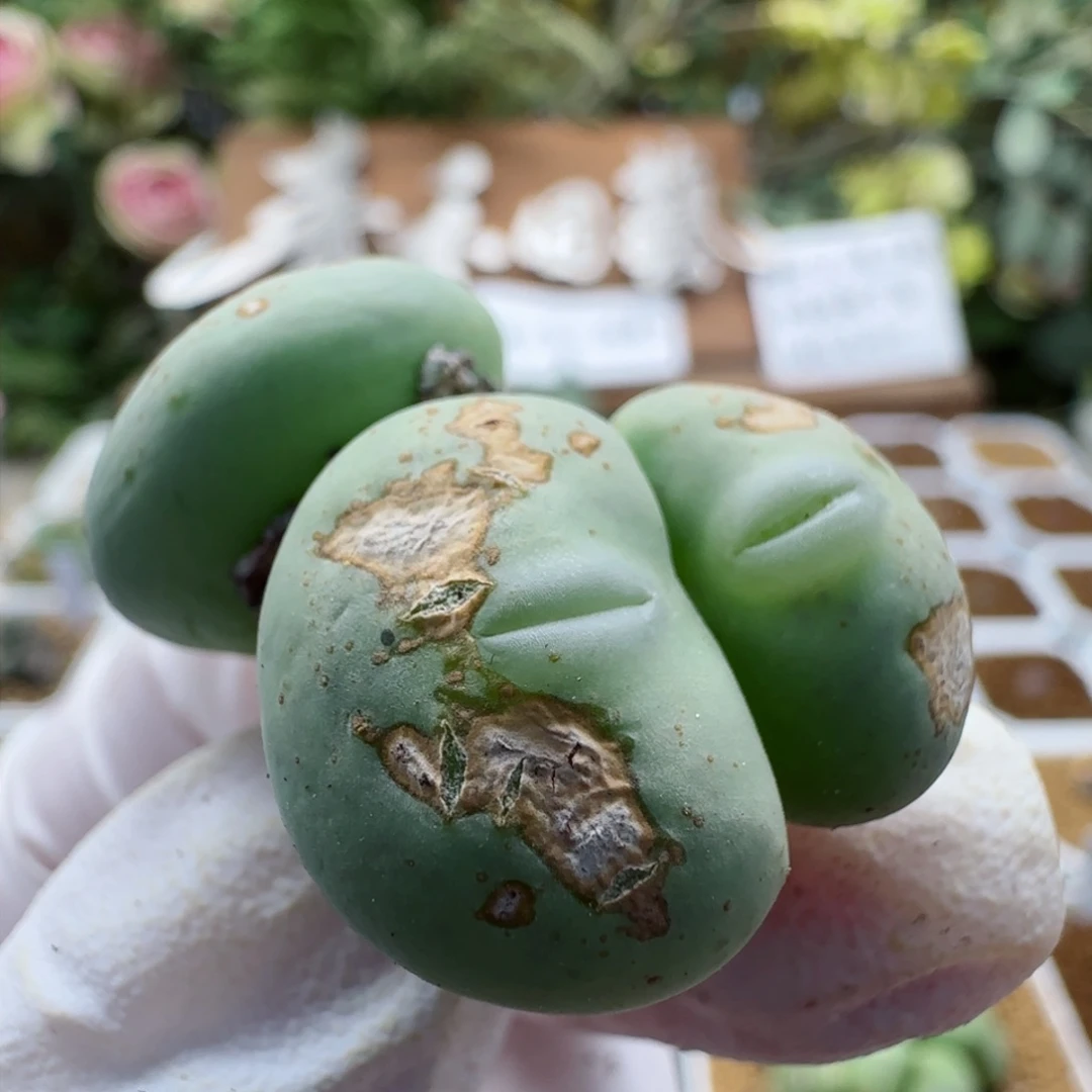 10-17-137满48包邮超嘟嘴大G多肉