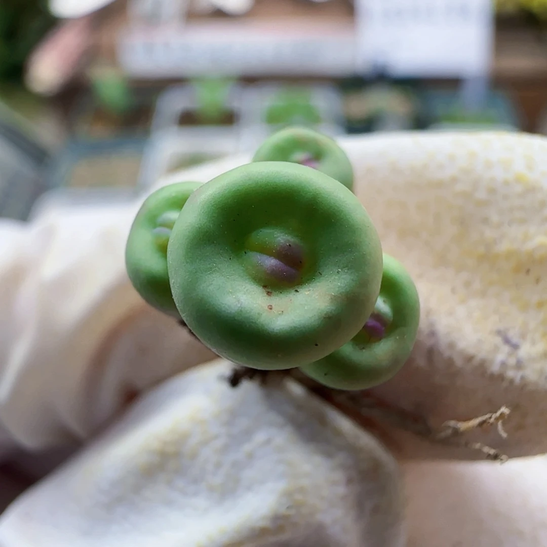 8-17精品ts427厚嘴139