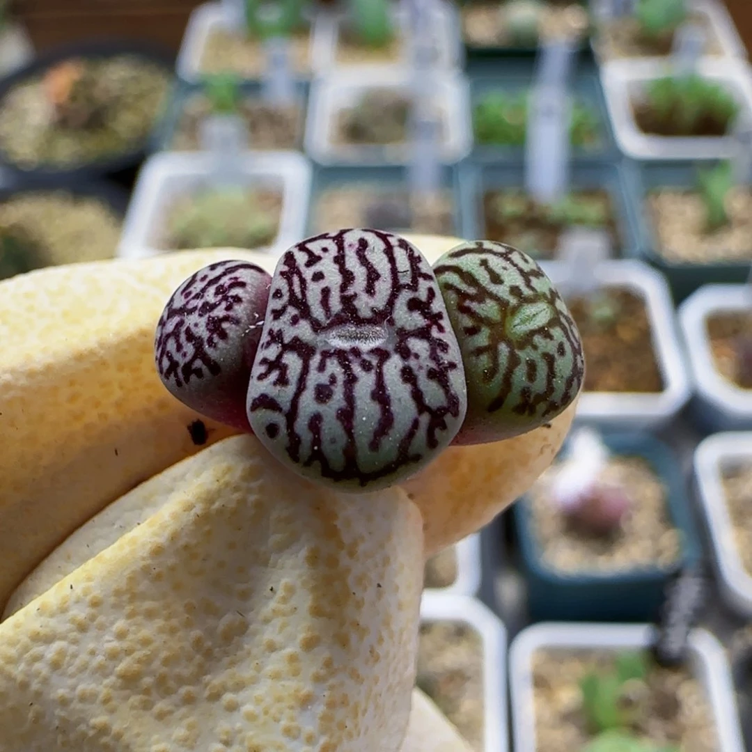 红****¹9-24-满48包邮r714实生墨尺寸1左右