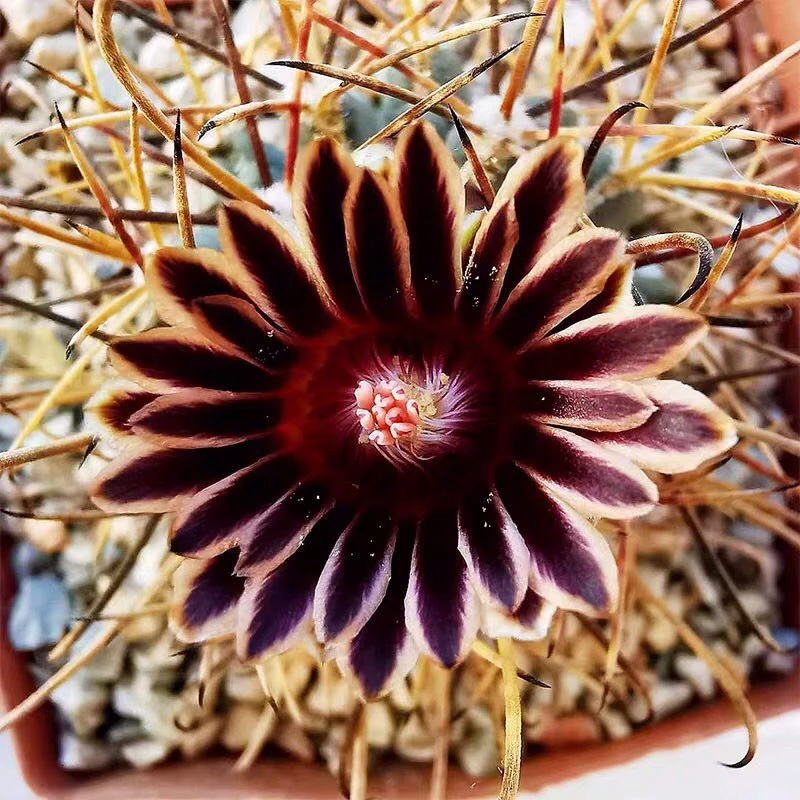 黑罗莎仙人球紫黑色花朵阳台美观好养多肉植物盆栽