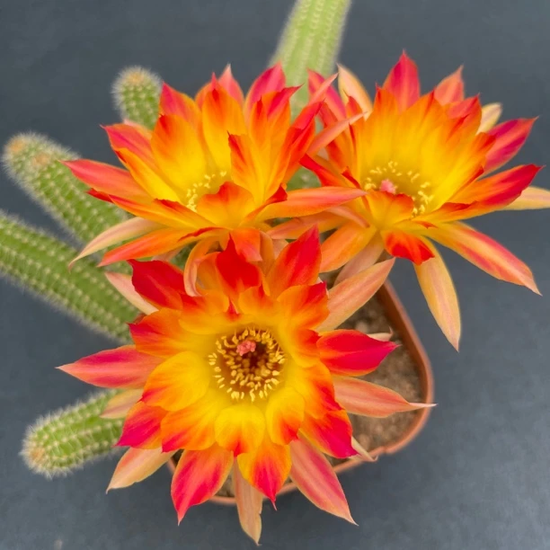 吕根岛火焰白檀开花美花复色阳台好养活美观多肉植物花卉盆栽