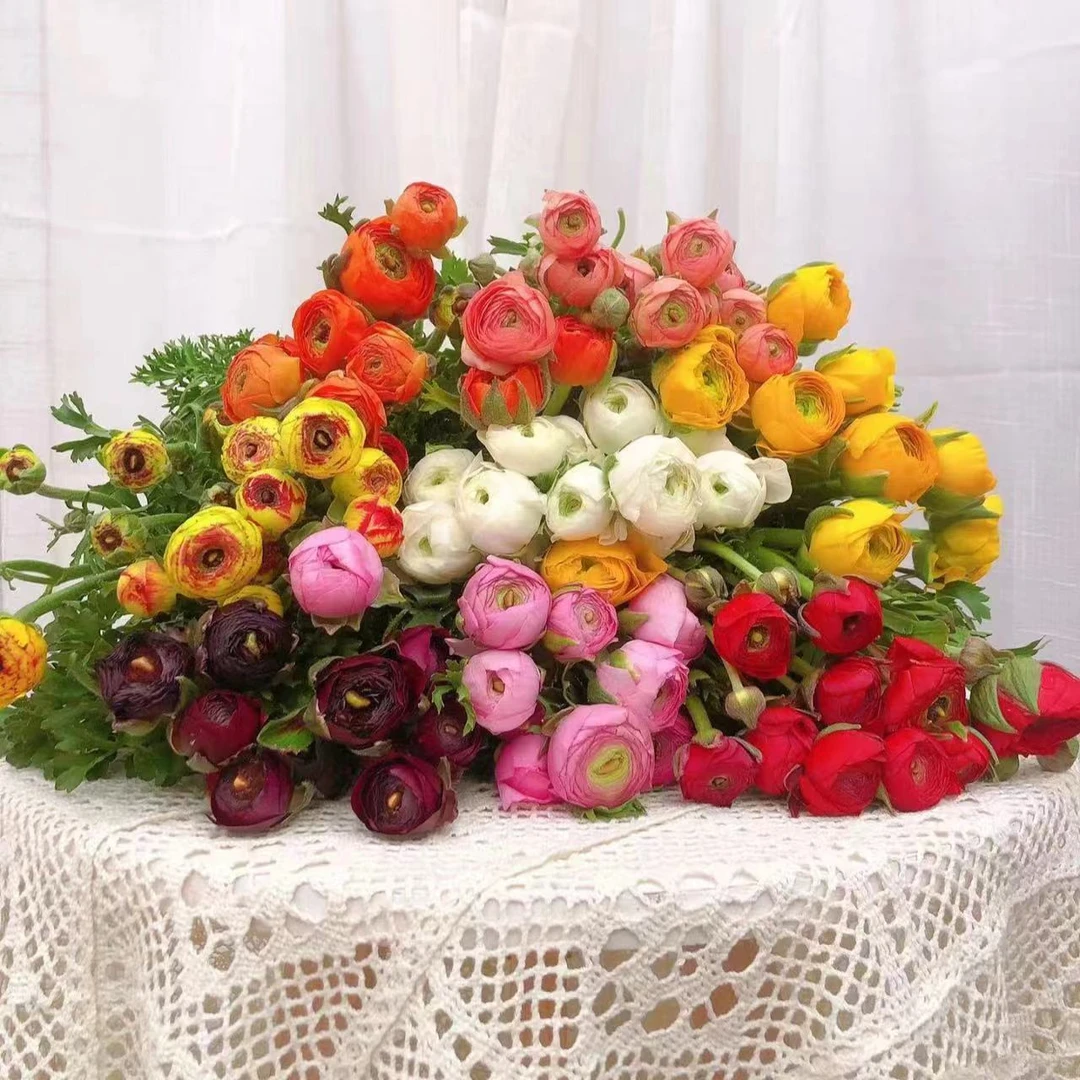 【洋牡丹鲜花】新鲜成品洋牡丹鲜花花束云南省鲜花基地直发家用鲜花