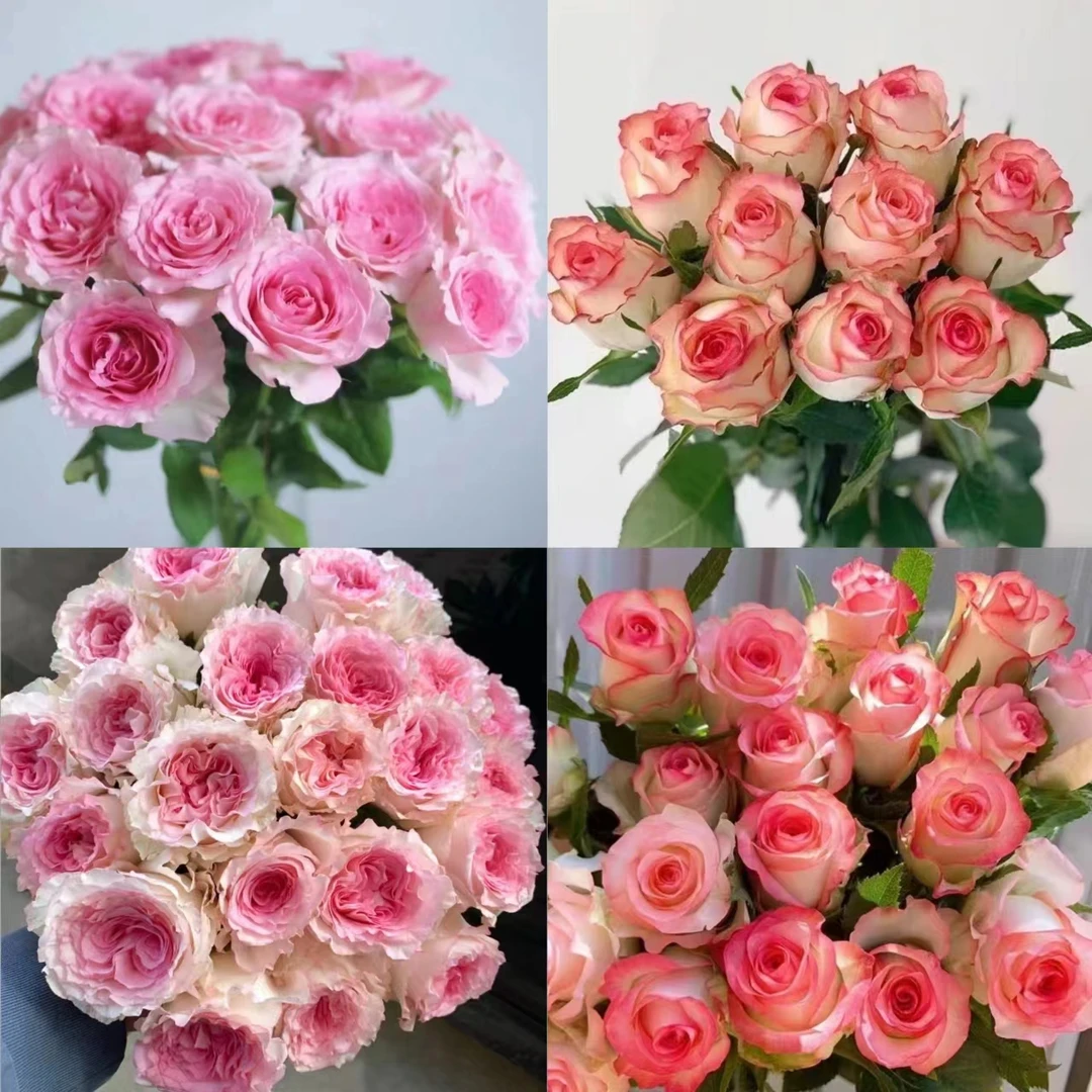 【洛神+艾莎玫瑰鲜花】新鲜玫瑰优质新鲜美观花云南包邮基地直发