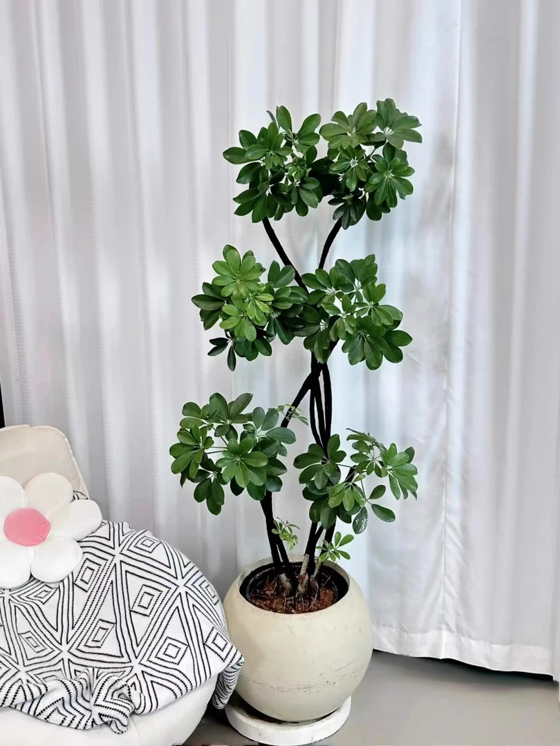 造型鸭脚木客厅大盆栽鸭掌木鹅掌柴室内落地式大型四季常青绿植