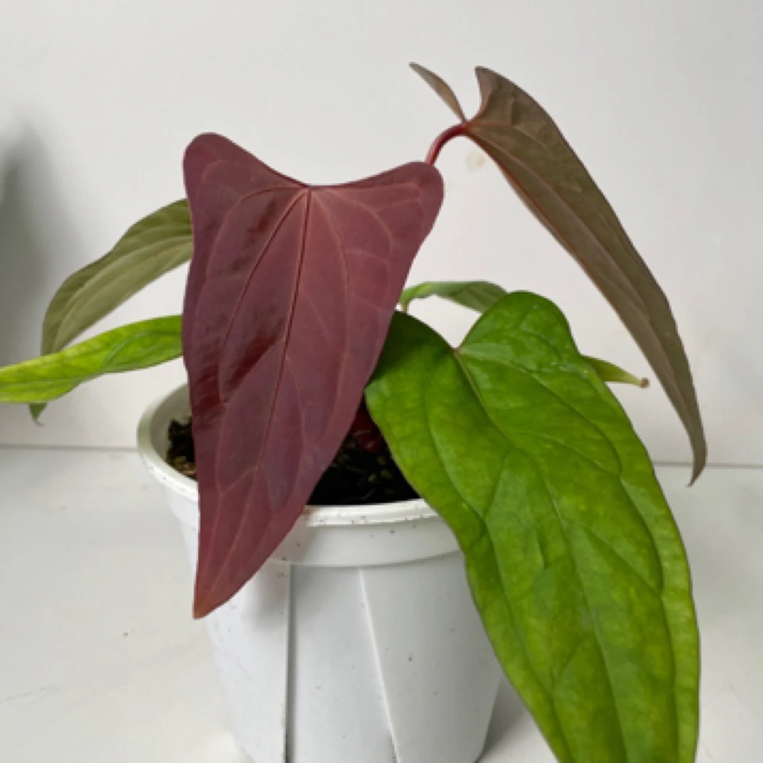 骤雨 黑凤凰✖️希尼亚花烛 一物一拍 室内植物 观叶植物盆栽