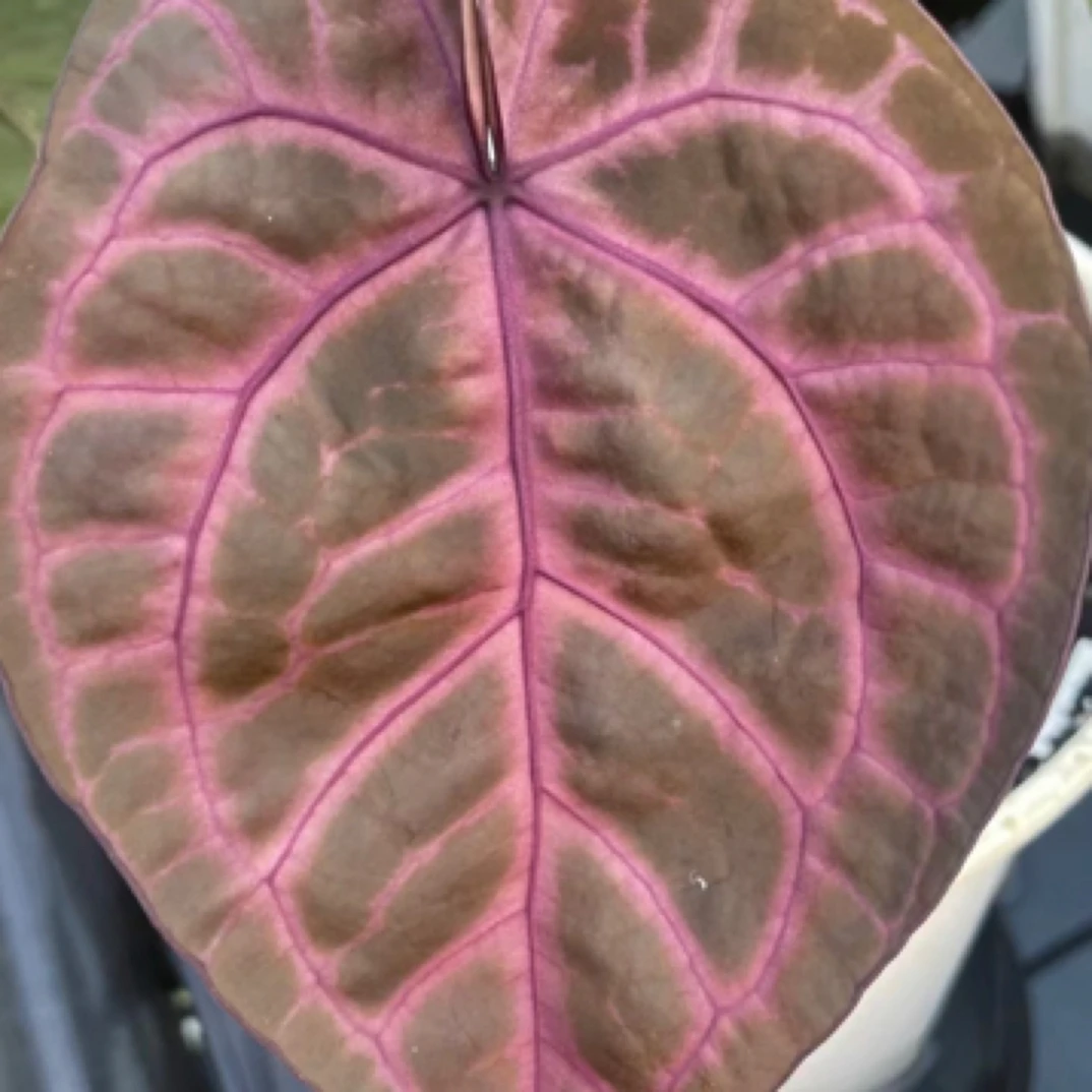 骤雨 粉柠檬杂红花烛 一物一拍 室内植物