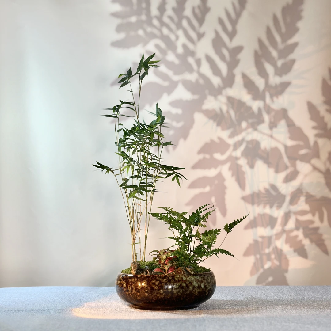 小叶米竹凤尾竹绿植盆栽小型米竹绿植办公室中式禅意盆景栽摆件