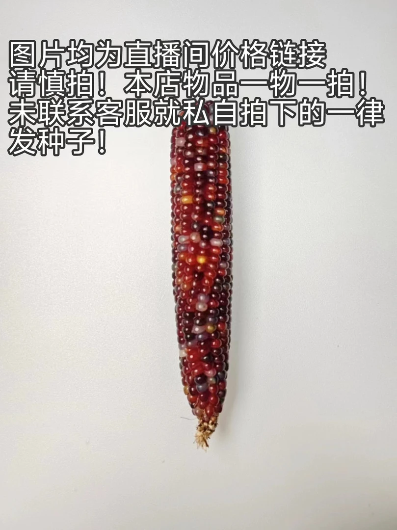 直播间一物一拍价格链接 文玩七彩玉米 玉米摆件