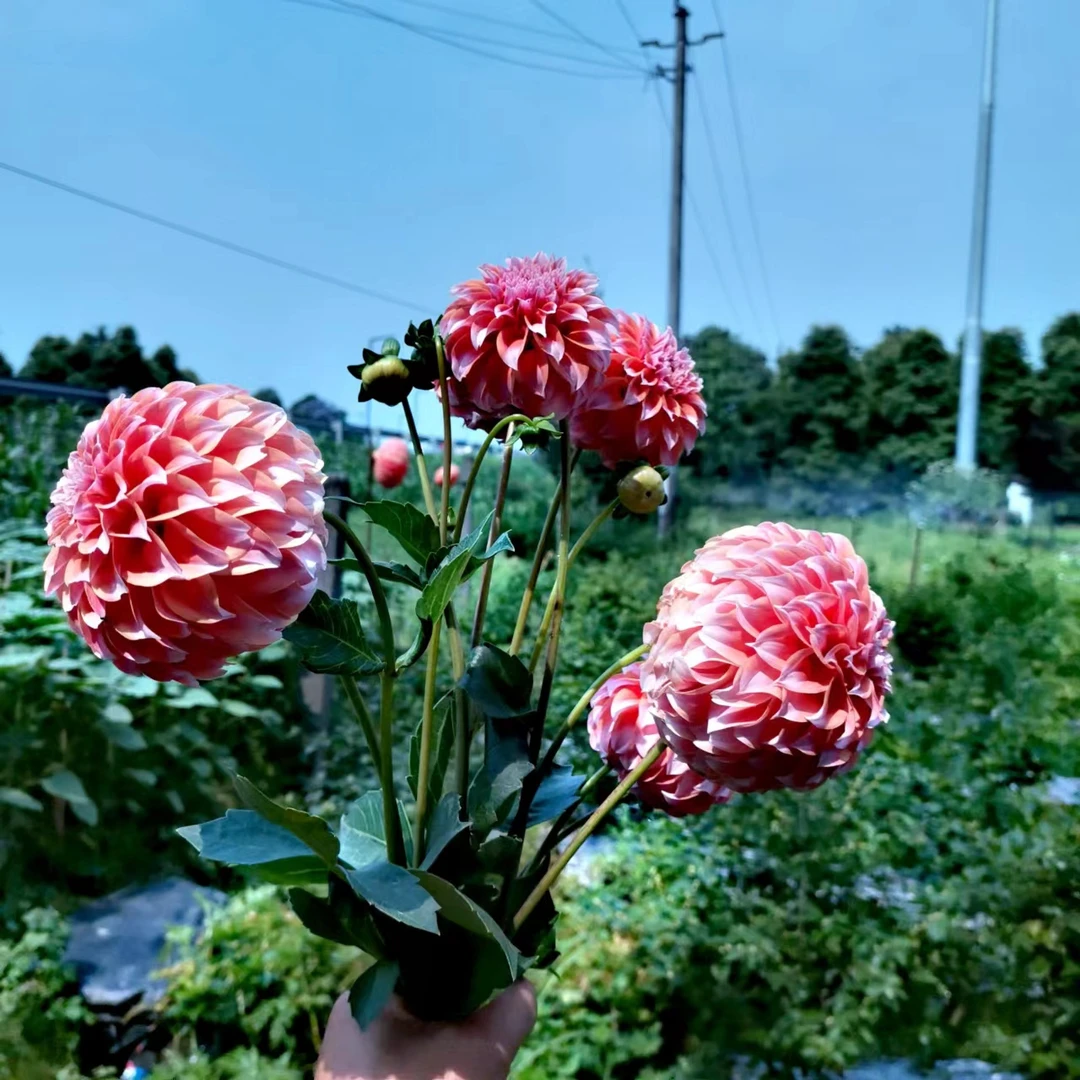 大丽花种球根进口品种大丽花种球根庭院阳台花卉绿植