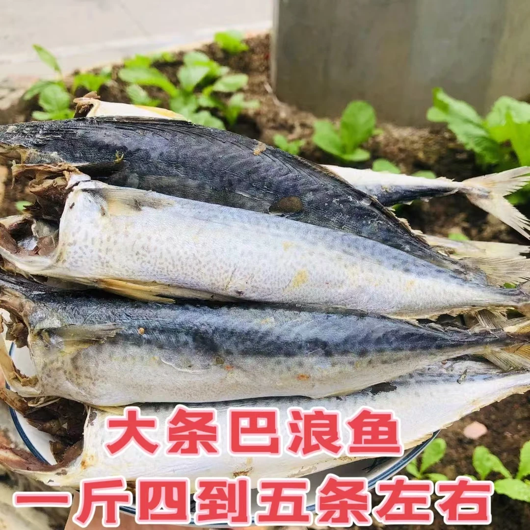 大条巴浪鱼干福建特产一斤2到5条左右熟咸鱼六成干海鱼海鲜干货