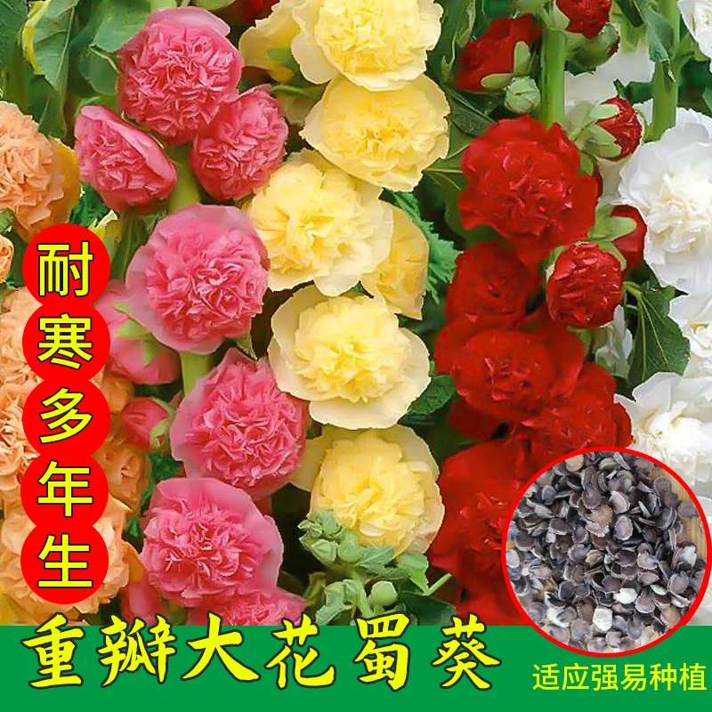 重瓣蜀葵种子多年生四季可播易种室内阳台盆栽花卉小院种植耐寒