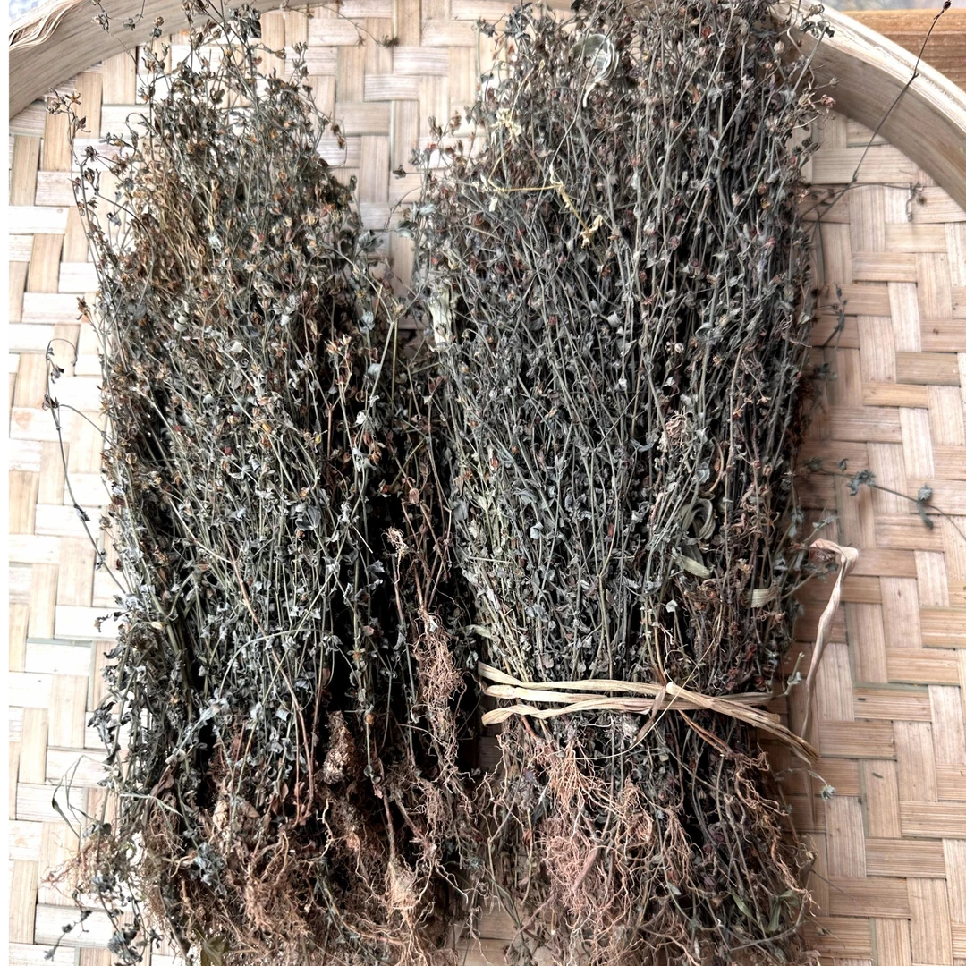 野生田基黄 根茎叶 250克起拍