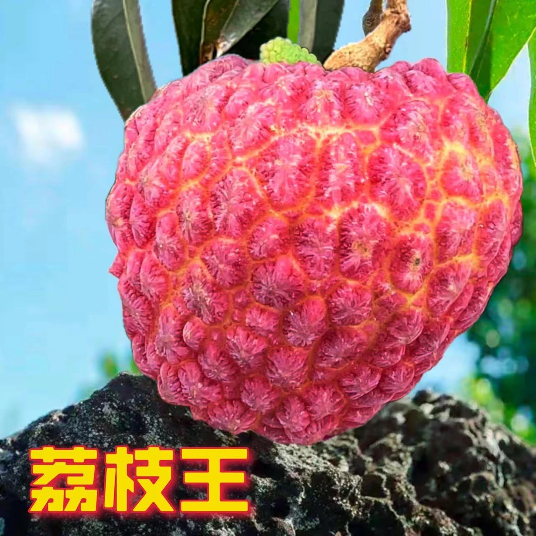 海口火山荔枝王新鲜原产地鸡蛋大小水果礼盒空运直发
