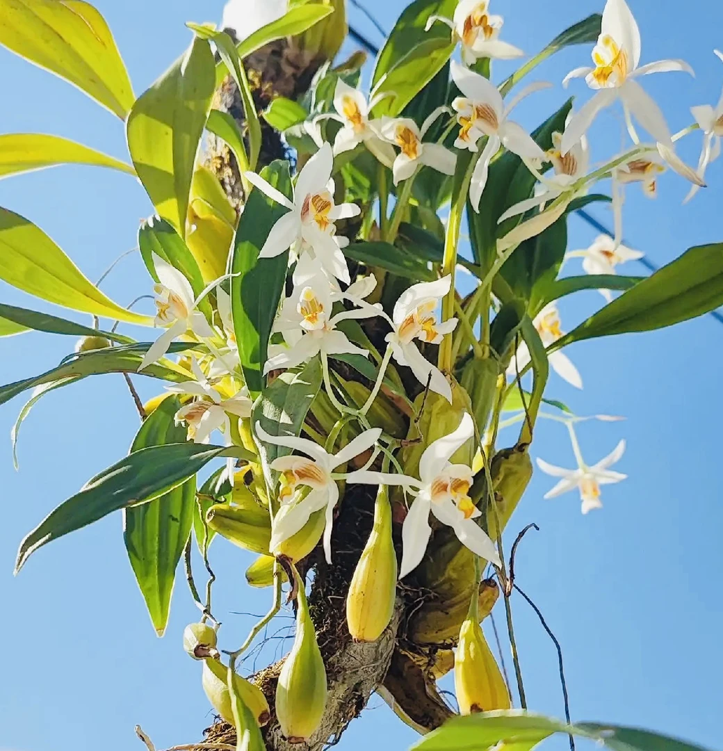 香蕉贝母石槲兰、花很香很美，清新脱俗