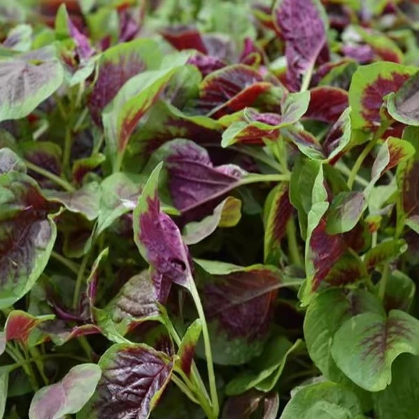 【农家露天红苋菜】3斤农家蔬菜露天有机肥种植