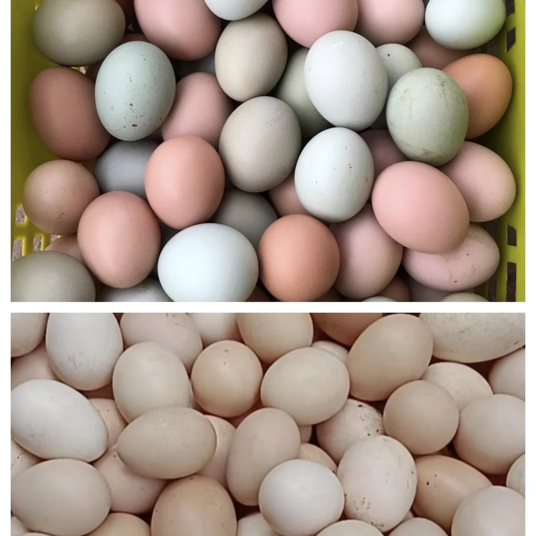 （富硒无抗土鸡蛋）长寿之乡林间散养玉米鸡土鸡蛋30个