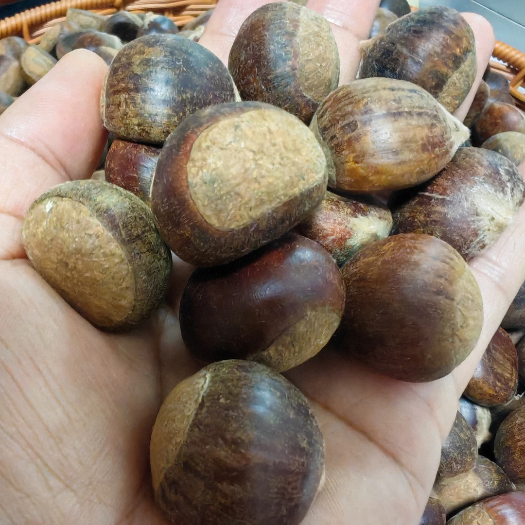 【连州本地新鲜板栗】老树粉甜新鲜采摘生板栗3斤起