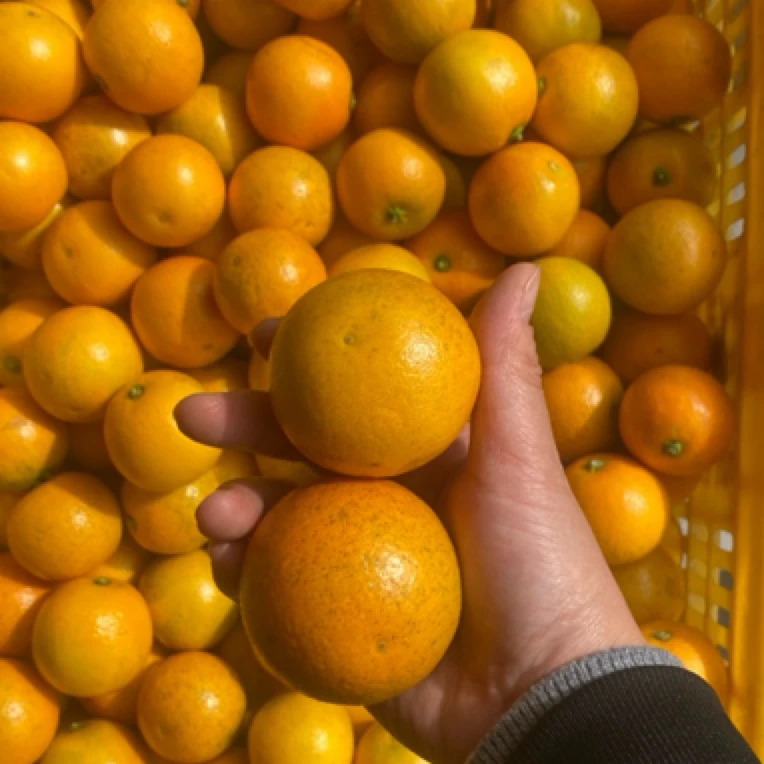 【老树爽甜冰糖橙，个不大，不打甜蜜素0.5分酸】连州本地冰糖橙5斤起