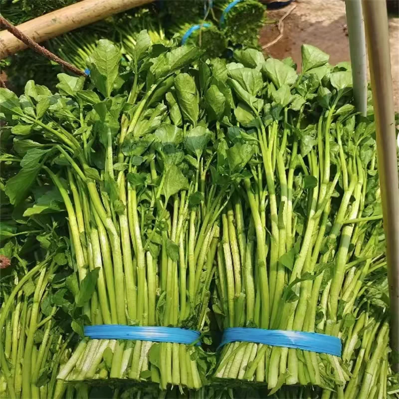 【3斤本地山泉水种植西洋菜】泡沫箱加冰发顺丰，坏菜包赔