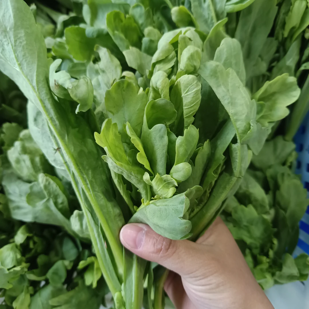 【3斤丑样好吃农家露天茼蒿菜】农家蔬菜农家肥种植3斤起