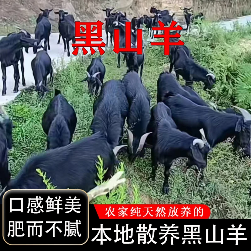 正宗云南文山散养黑山羊肉不喂饲料 新鲜现宰现发3斤/5斤装