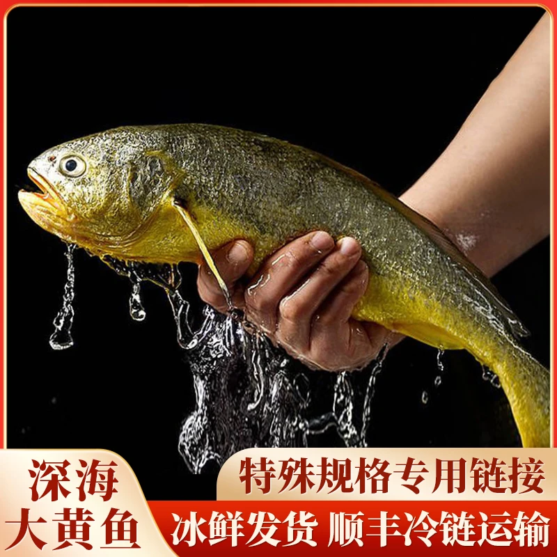 正宗东海深海大黄鱼，②特殊规格替代链接2-16