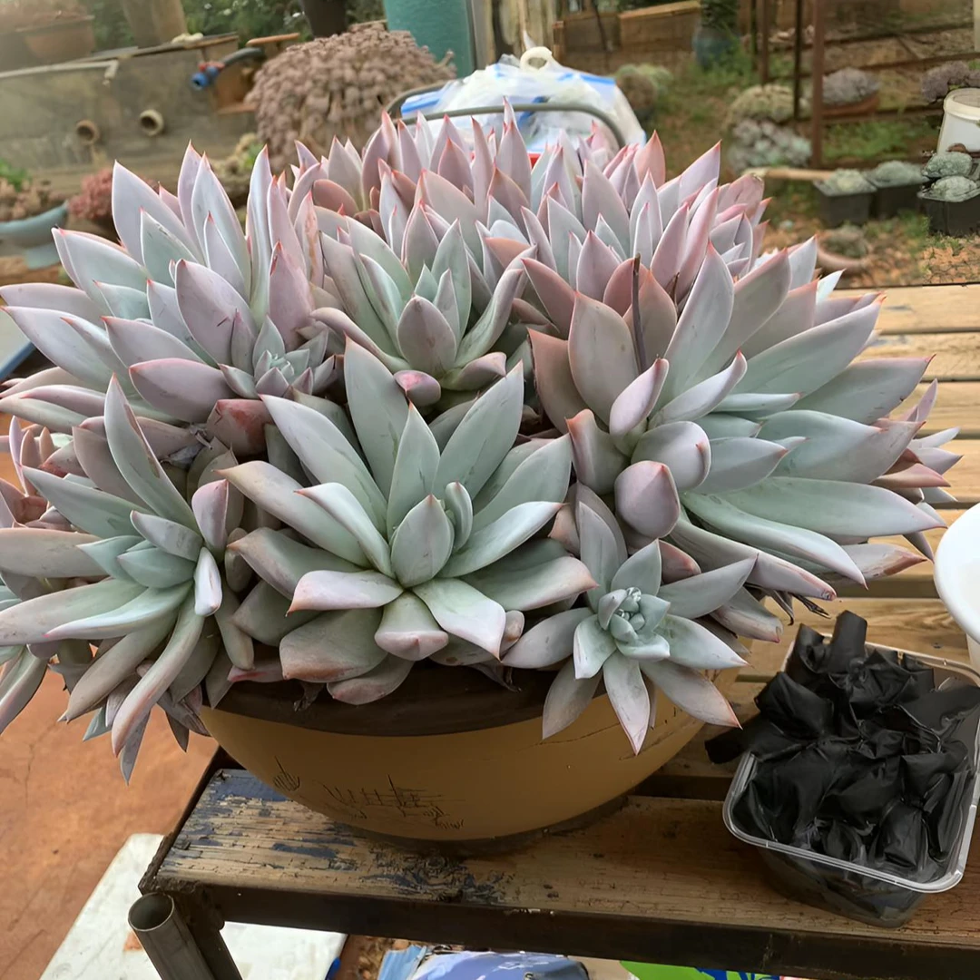 多肉植物一物一拍满38包邮支持免费寄养