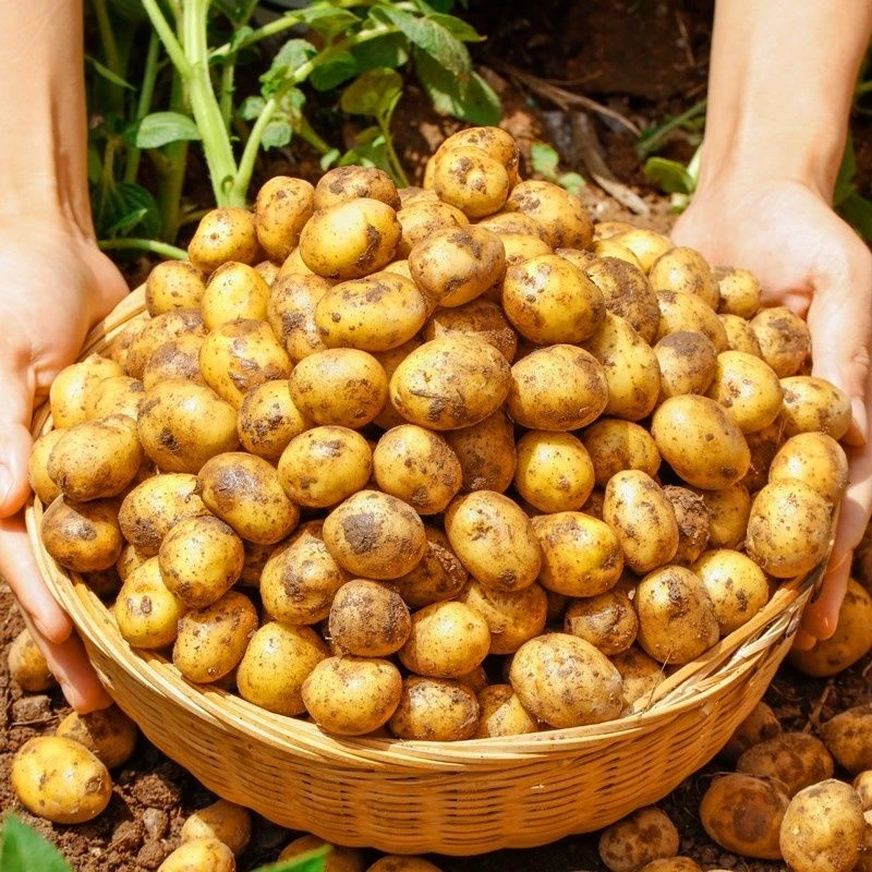 威宁洋芋口感粉糯小号洋芋高山种植黄皮食用黄心9斤