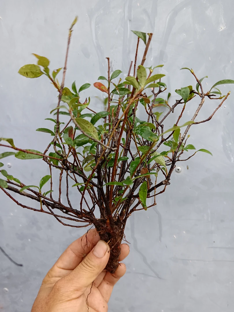 海岛春花, 春季开花,开四季常青