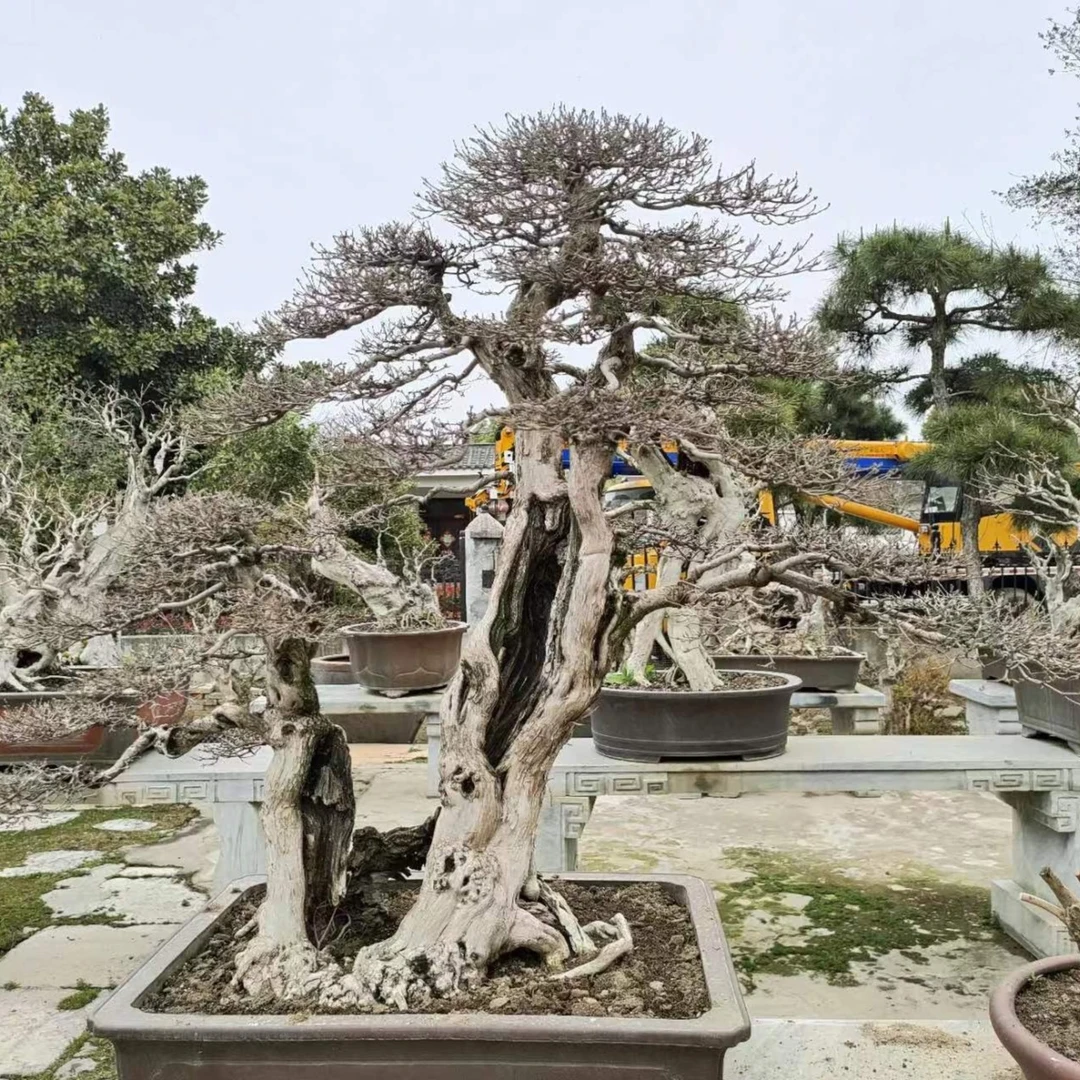 黄荆盆栽绿植生熟桩，一物一拍。以实物为准，请勿私自下单。