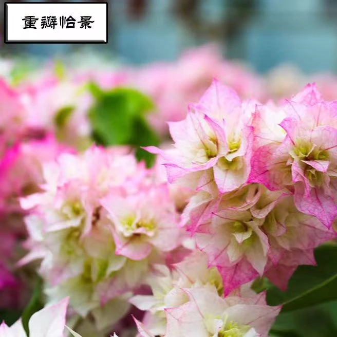 重瓣系列三角梅盆栽大苗带花发货四季开花室内外阳台庭院爬藤植物