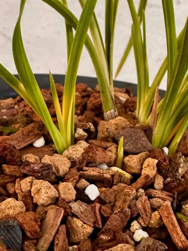 蕙兰朱金变形斑艺，四苗草两大芽，叶长25厘米，宽0.5厘米