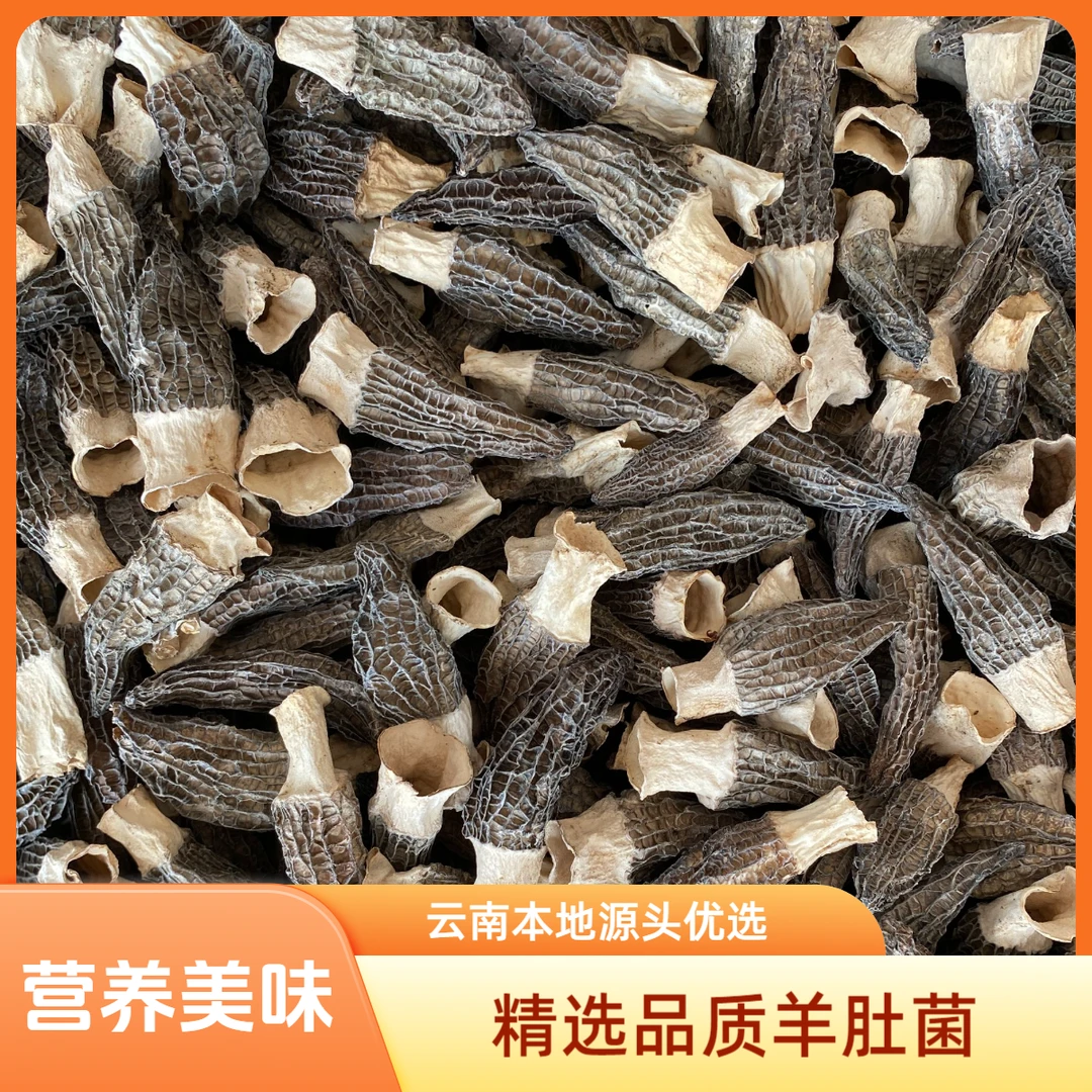 云南本地高山林地精品干羊肚菌