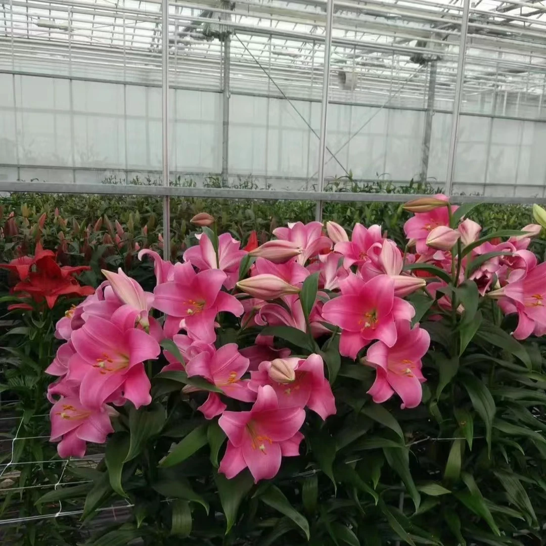 【索尔邦】12-14进口香水百合易养好活庭院