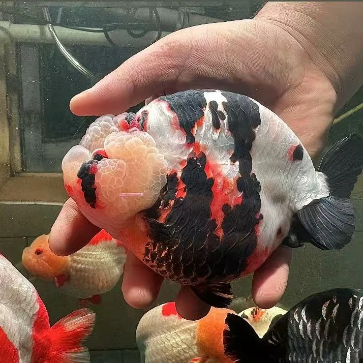 刘氏渔业观赏鱼1号链接