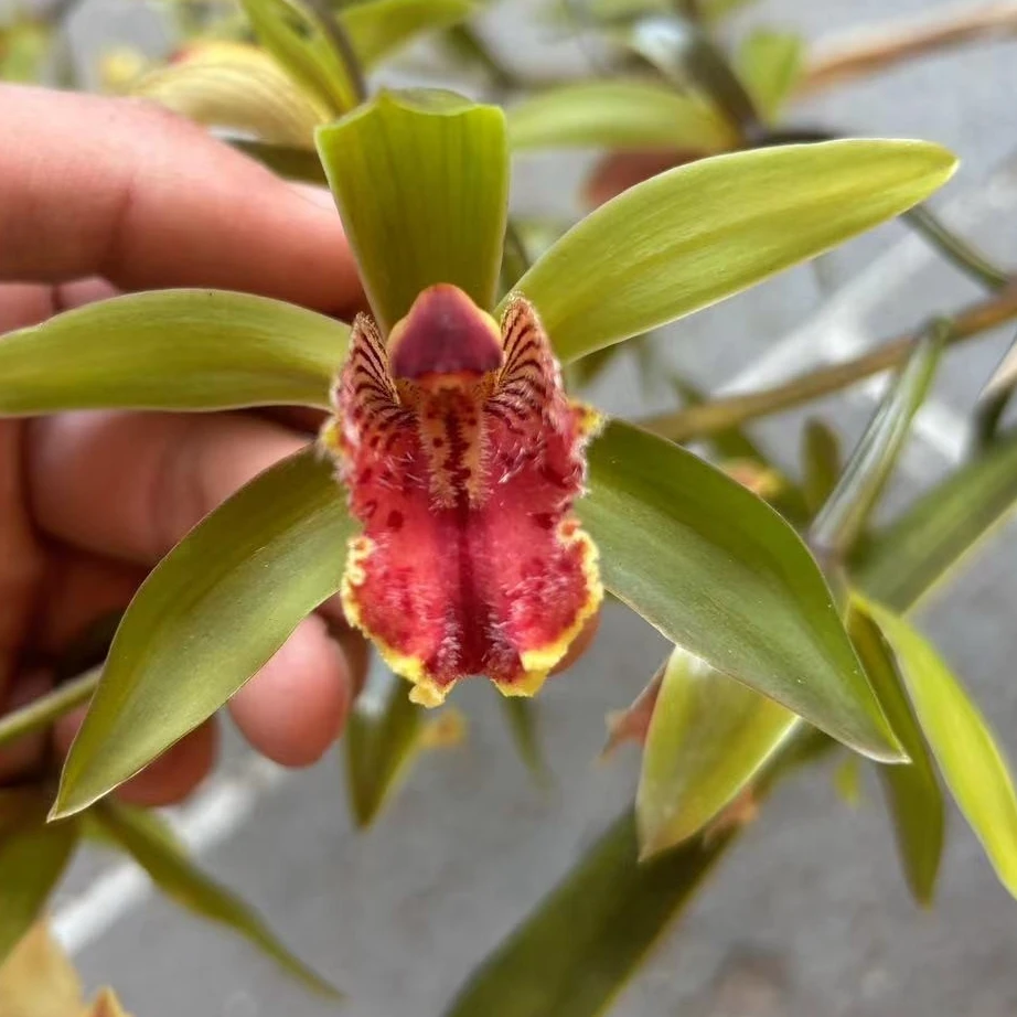 花卉绿植自选链接