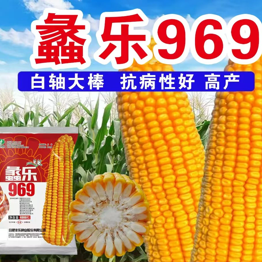 蠡乐969白轴大棒【庆】高产玉米种正品抗病好抗倒伏马牙齿