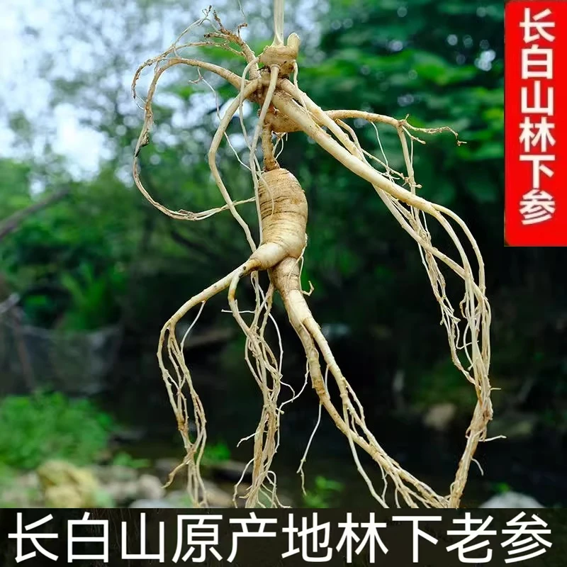 长白山林下参山参保鲜人参泡酒煲汤炖鹿肉好材料 多种规格可选